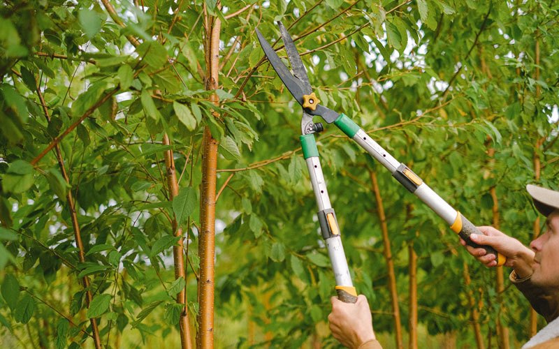 Tree trimming in Glens Fork, KY